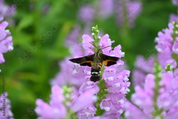 Fototapeta ハナトラノオの蜜を吸うクロホウジャク