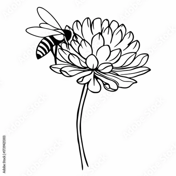 Fototapeta Line Art Drawing Of A Bee On A Flower With Petals insect stem