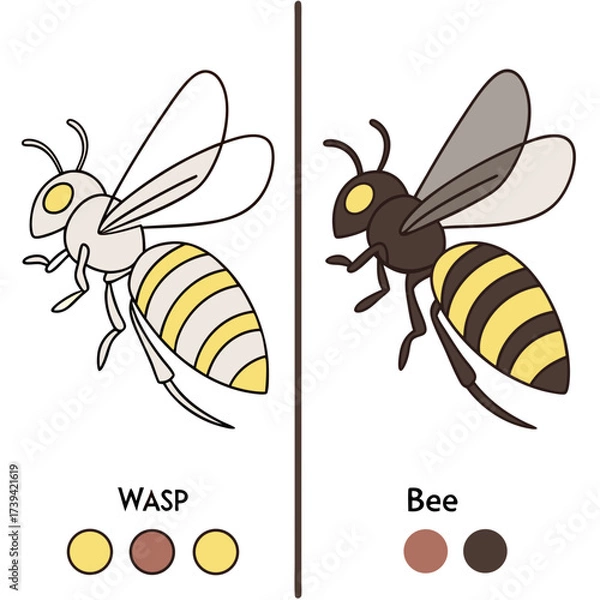 Fototapeta Side by side comparison of a wasp and a bee with color swatches for each on a white background Keywords: wasp, bee, insect, comparison, identification, difference, illustration, drawing, coloring