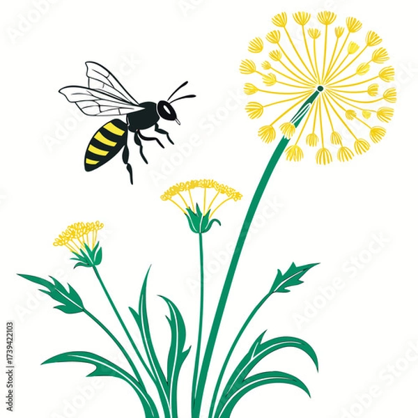 Fototapeta A bee flying towards a dandelion puffball with smaller dandelions and green leaves on a white background Keywords: bee, insect, animal, dandelion, flower, nature, wildlife, yellow, green, puffball