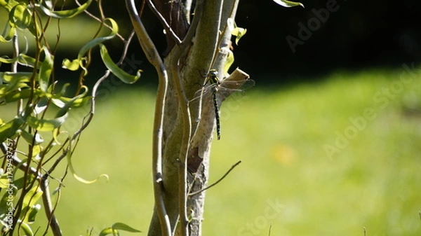 Obraz Libelle Blaugrüne Mosikjungfer