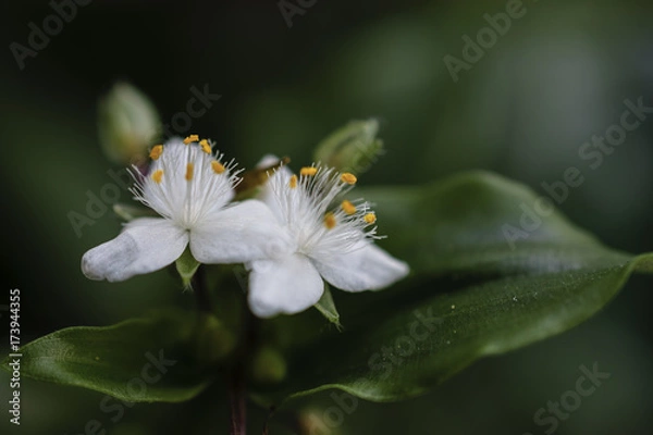 Fototapeta Close-Up Of Tiny White Flowers With Three Petals On Green Background