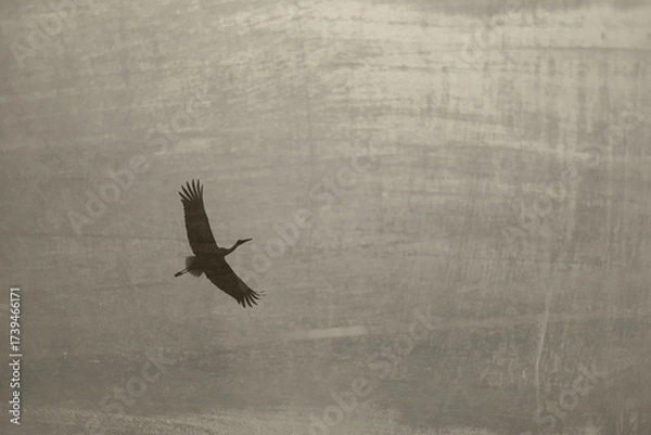 Fototapeta A low angle shot of a white stork bird flying in the sky.