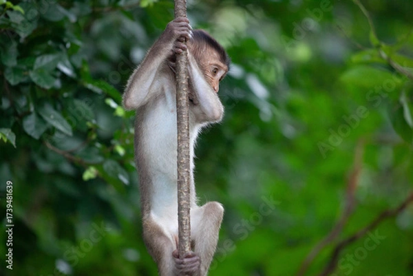 Fototapeta 可愛いサル
