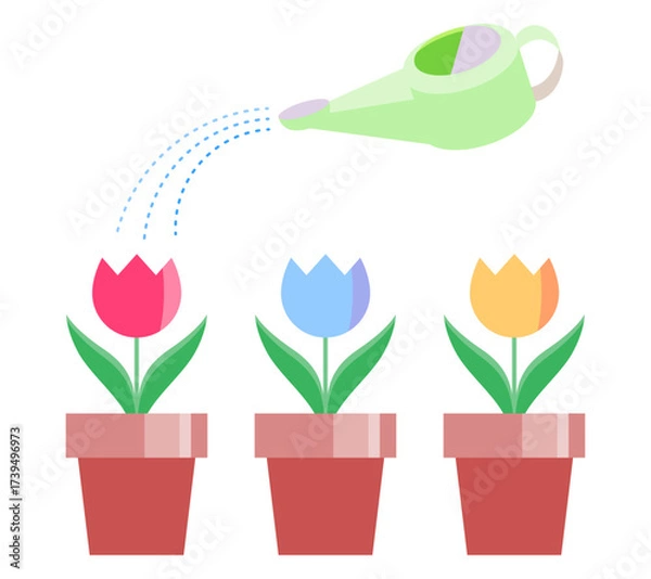 Fototapeta Illustration of three tulip pots being watered with a watering can, in color. Useful for gardening, education, flower bed guides, and seasonal illustrations.