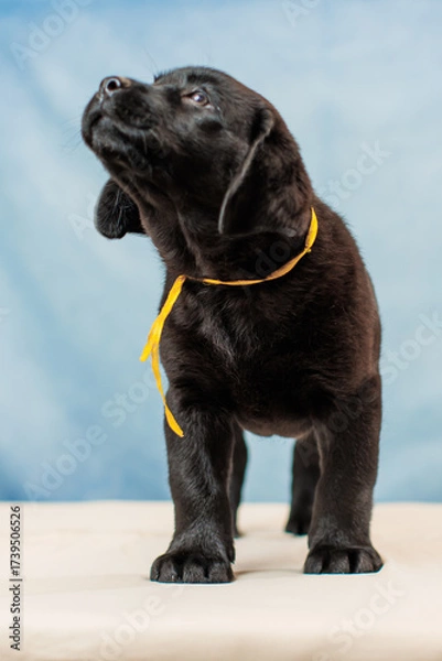Obraz a Labrador retriever puppy	
