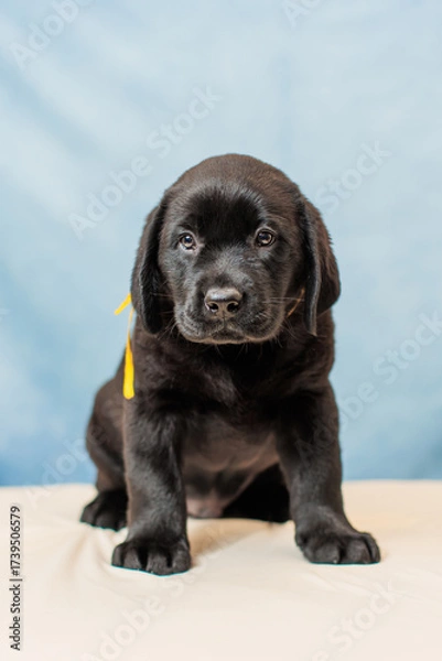 Fototapeta a Labrador retriever puppy	
