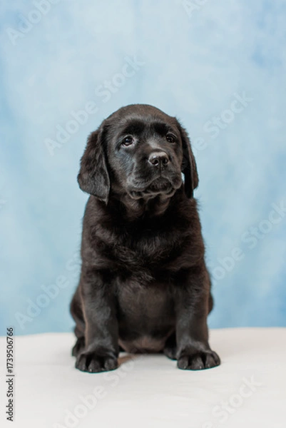 Obraz a Labrador retriever puppy	
