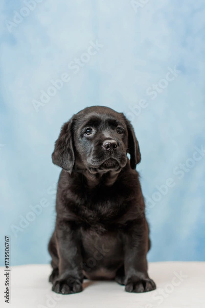 Obraz a Labrador retriever puppy	
