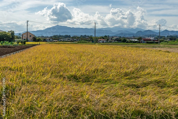 Fototapeta 収穫期の田圃風景