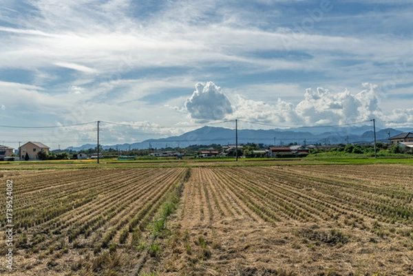 Fototapeta 収穫期の田圃風景