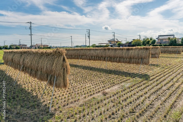 Fototapeta 収穫期の田圃風景
