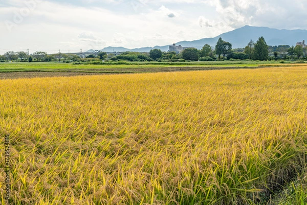 Fototapeta 収穫期の田圃風景