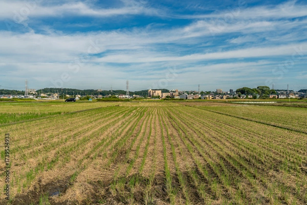 Fototapeta 収穫期の田圃風景
