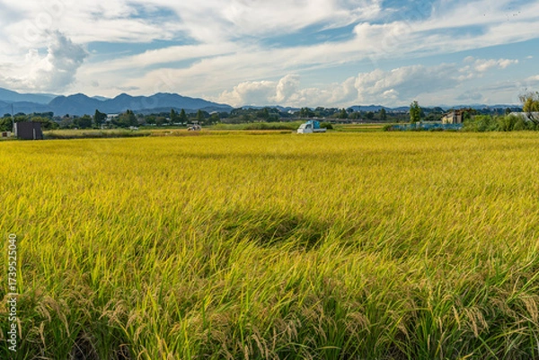 Fototapeta 収穫期の田圃風景