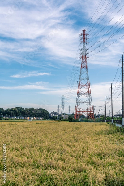 Fototapeta 収穫期の田圃風景