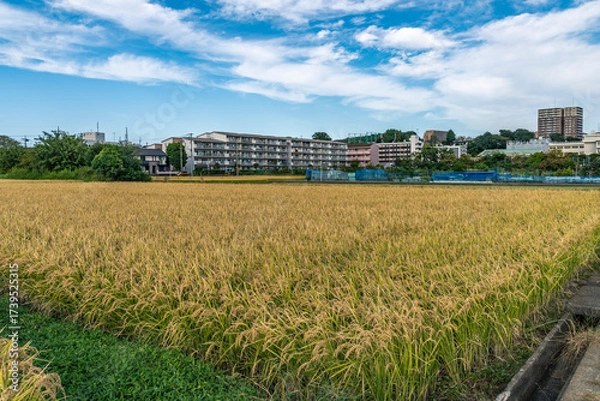 Fototapeta 収穫期の神奈川県の田圃風景