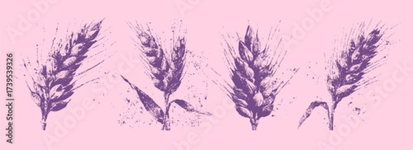 Obraz Vintage wheat ear illustrations, botanical ink drawings of rustic cereal spikes with grunge texture for organic, harvest, and bakery themes.