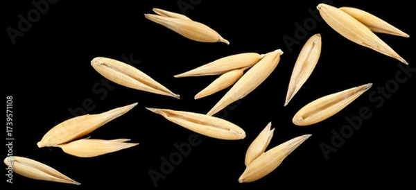Obraz Falling oat seeds isolated on black background, falling oat grains collection, macro