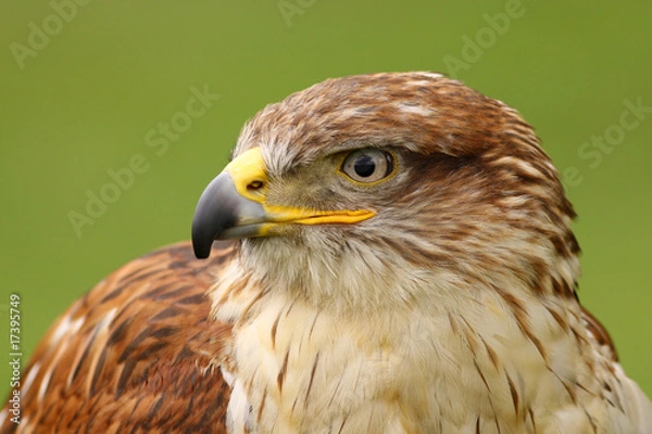 Obraz Ferruginous Hawk