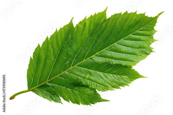Fototapeta Vibrant, close-up shot of a single, jagged-edged green leaf against a stark black background