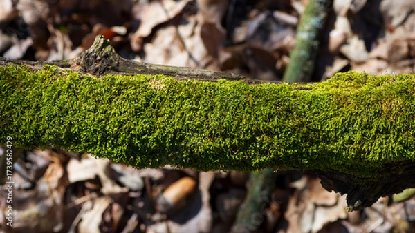 Fototapeta An old tree branch covered with green moss.