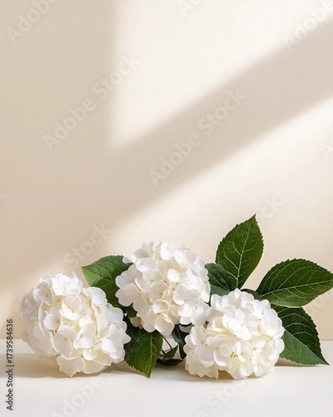 Fototapeta Elegant White Hydrangeas with Sunlight Shadows on Beige Background, Still Life Floral Composition