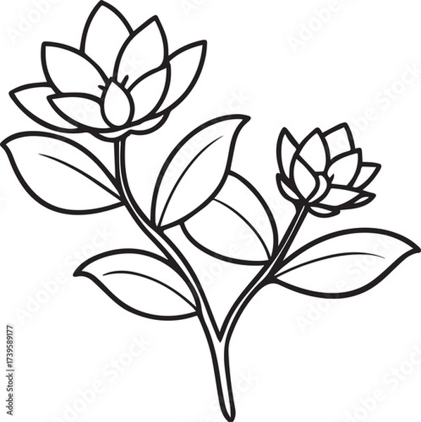 Obraz Purslane flower and leaf outline vector illustration line art