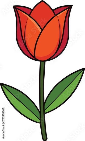 Obraz Red tulip flower vector illustration with green leaves