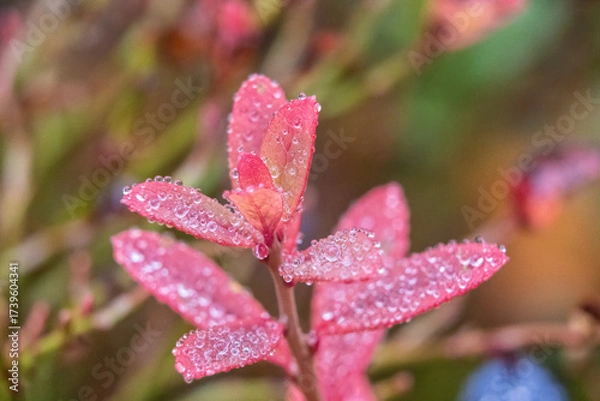 Fototapeta Morning dew turning the forest floor into a world of its own