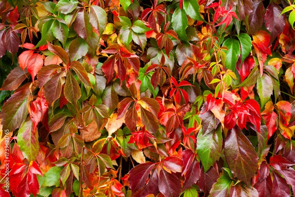 Fototapeta Colorful leaves of Parthenocissus quinquefolia. Virginia Creeper, Parthenocissus quinquefolia or five-leaved ivy is a species of flowering vine in the grape family Vitaceae
