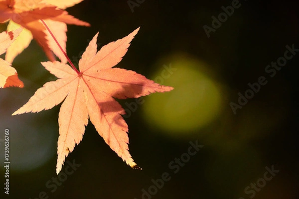 Fototapeta 薄暗い背景薄紅色に色づくもみじの葉