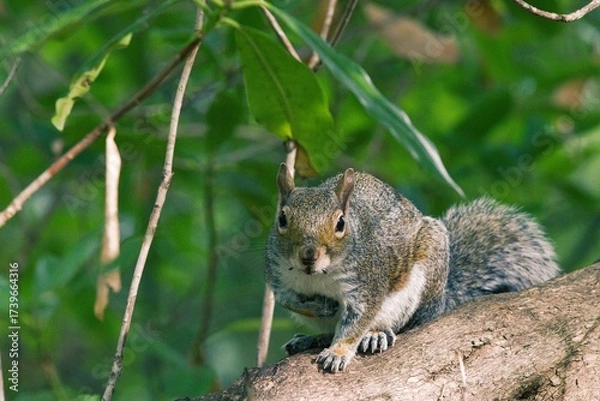 Obraz Squirrel on a tree in a park
