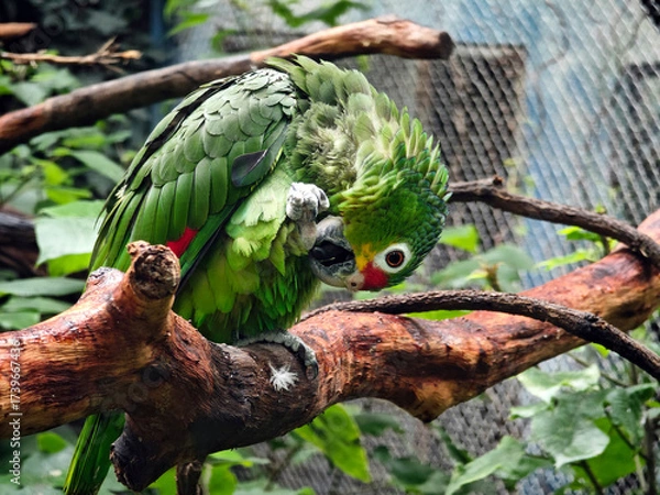 Fototapeta a Red-lored Amazon parrot clean its green feather on the branch in the zoo