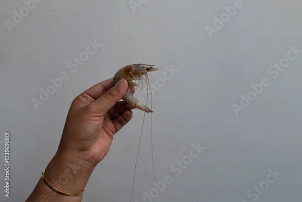Obraz Hand holding shrimp