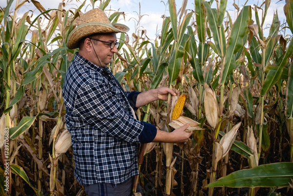 Fototapeta A farmer wears a straw hat and plaid shirt while inspecting a corn ear in a field surrounded by tall corn plants under a clear blue sky