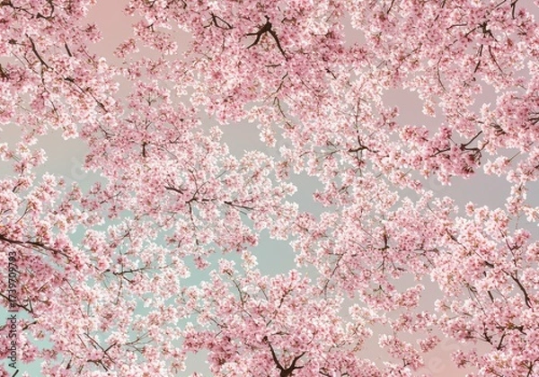Obraz Beautiful cherry blossom background with pink sakura flowers blooming against a pastel colored sky
