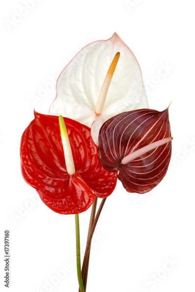 Obraz Anthurium 4