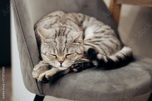 Fototapeta Gray Scottish Straight cat sleeping at home, portrait of a beautiful cat.