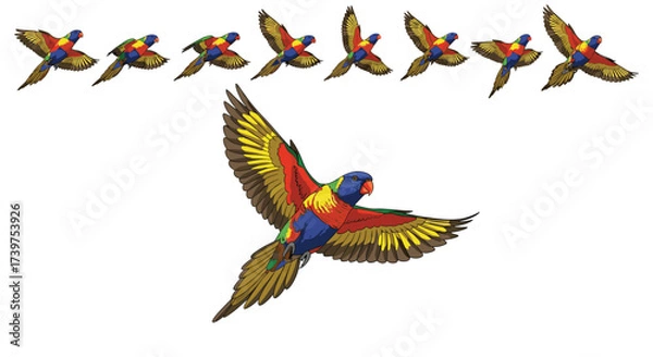 Fototapeta A colorful rainbow lorikeet in flight with multiple frames of animation.
