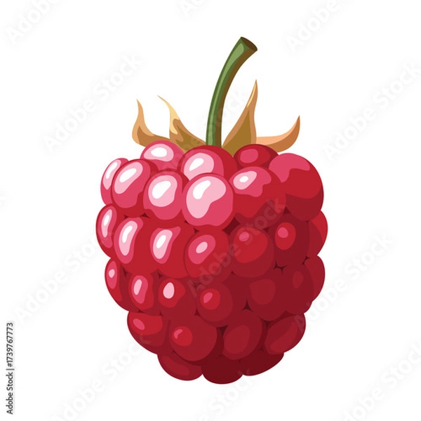 Fototapeta Raspberry berry, vector illustration, bright with highlights and shadows