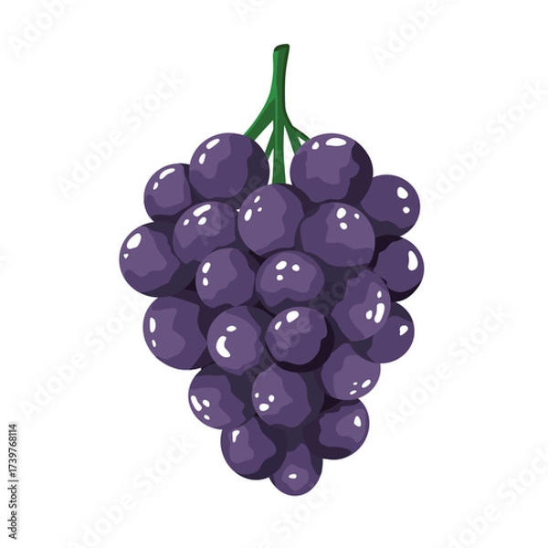 Fototapeta Bunch of grapes, vector illustration, bright with highlights and shadows