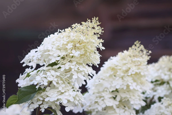Fototapeta Soft white petals of hydrangea in lush clusters.