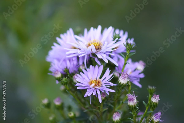 Fototapeta Tiny garden asters flowering in soft sunlight.