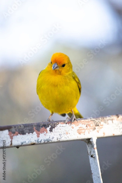 Obraz The true ground canary or ground canary, not to be confused with the canary or domestic canary, belongs to the Thraupidae family.