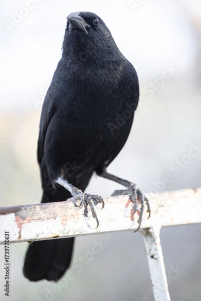 Obraz The blackbird, popularly known as graúna, assum-preto, cupido, chico-preto, arranca-milho, chopim, blackbird or craúna, is a species of bird in the Icteridae family.