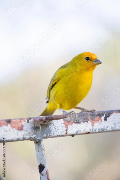 Obraz The true ground canary or ground canary, not to be confused with the canary or domestic canary, belongs to the Thraupidae family.