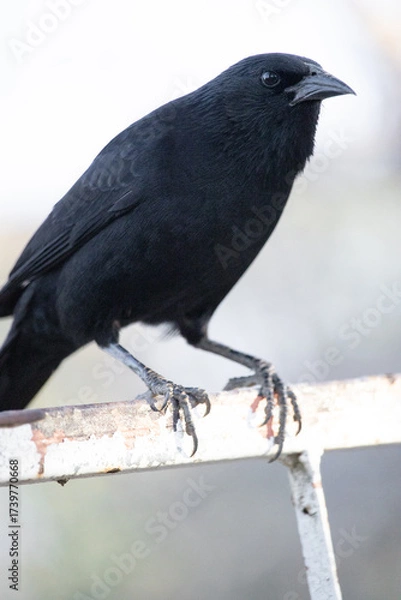 Obraz The blackbird, popularly known as graúna, assum-preto, cupido, chico-preto, arranca-milho, chopim, blackbird or craúna, is a species of bird in the Icteridae family.