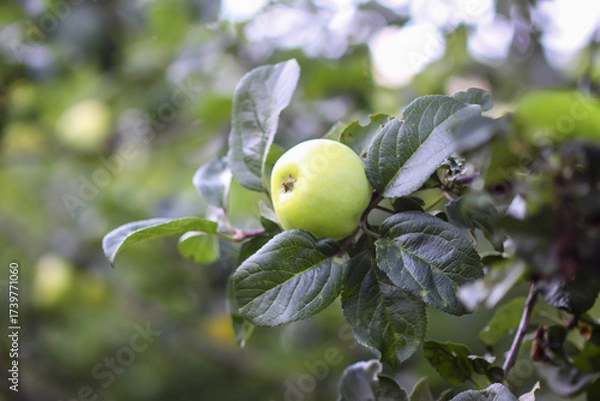Fototapeta Apples growing on tree surrounded by green leaves.