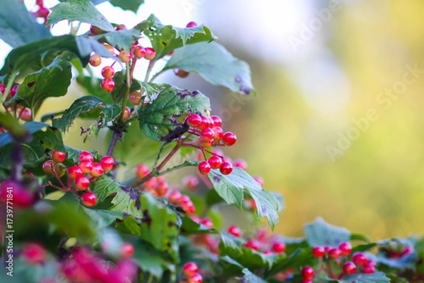 Fototapeta Close-up of viburnum berry clusters in sunlight.